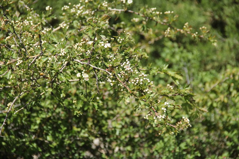Crataegus songarica photo 5
