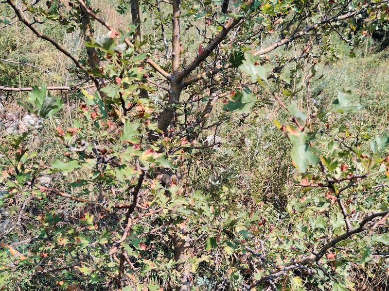 Crataegus songarica photo 6