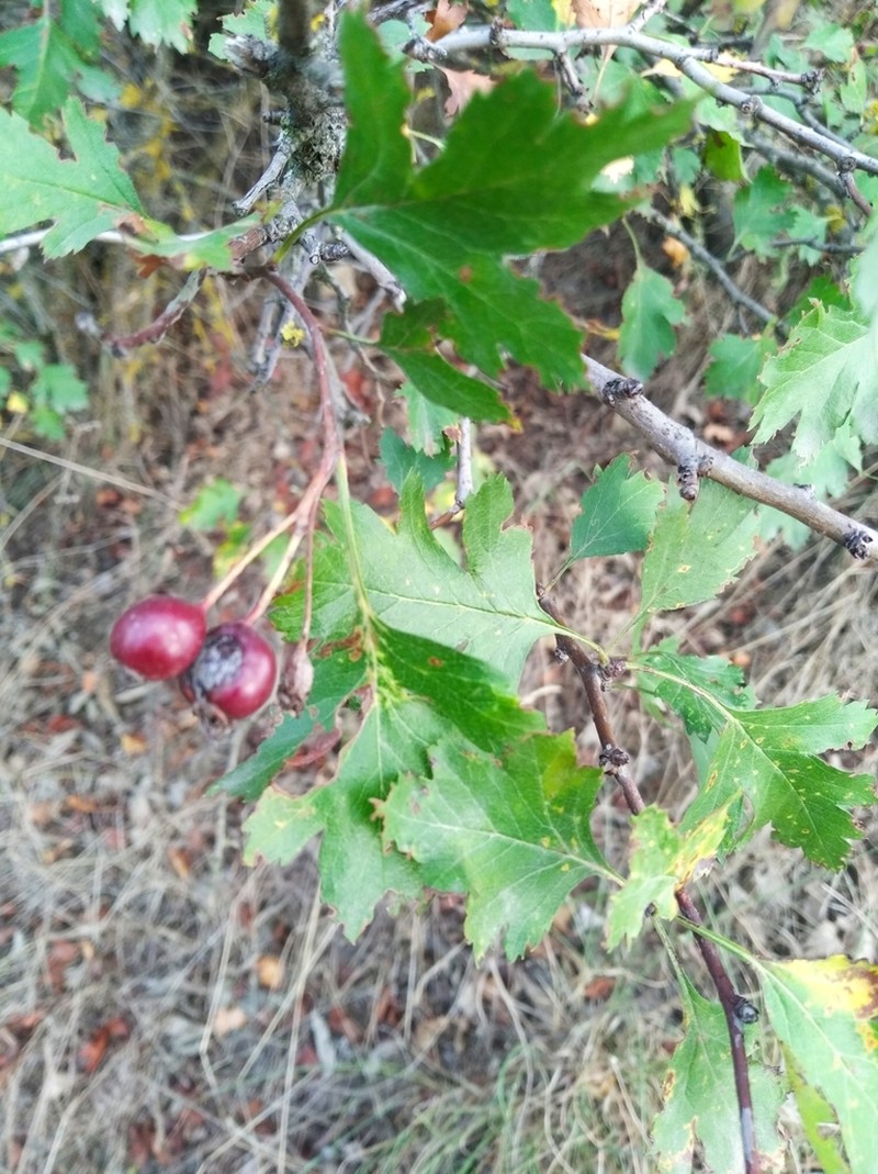 Crataegus songarica photo 7