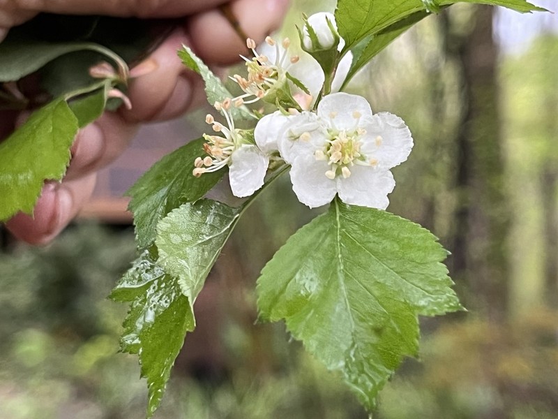 Tallahassee Hawthorn photo 4