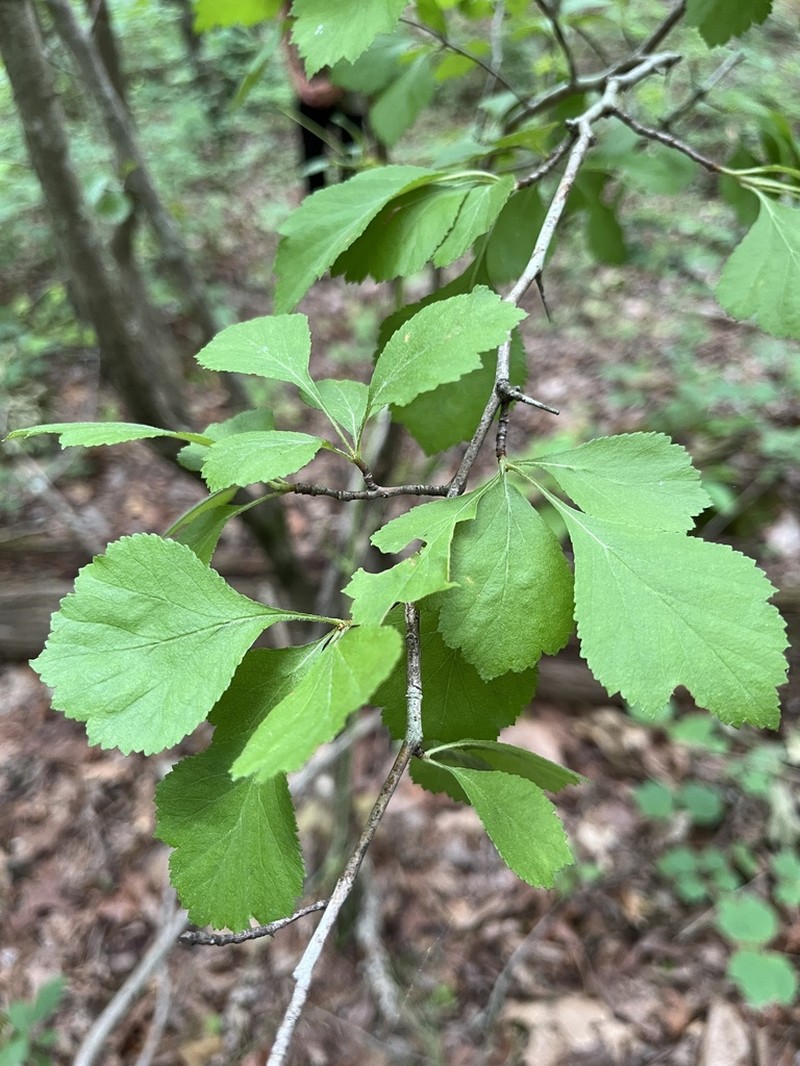 Tallahassee Hawthorn photo 5