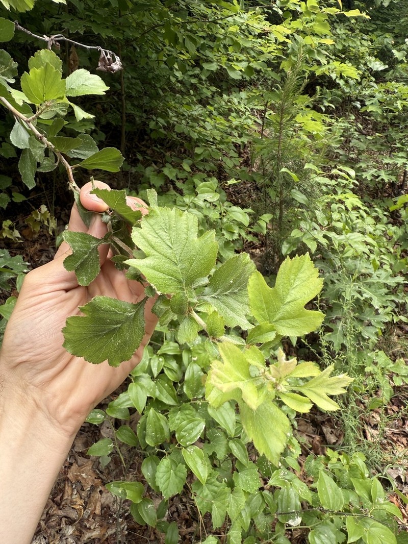 Tallahassee Hawthorn photo 6