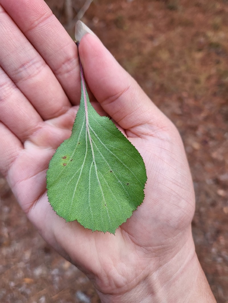 Tallahassee Hawthorn photo 3