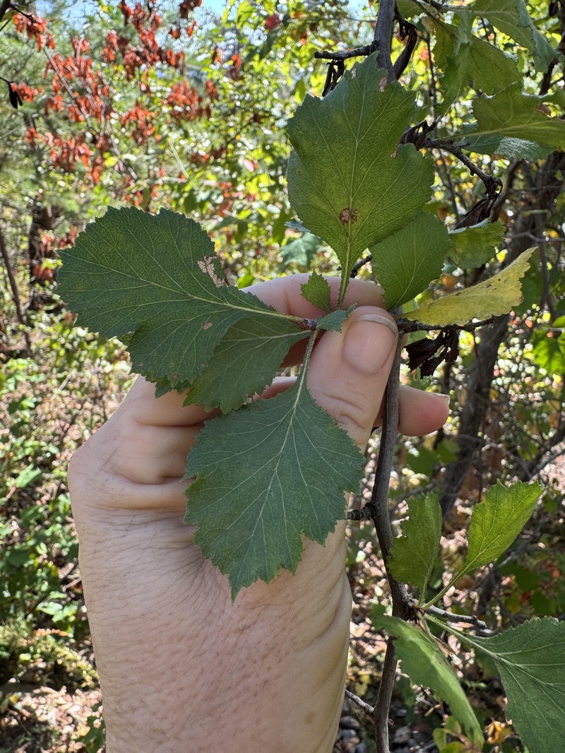 Tallahassee Hawthorn photo 4