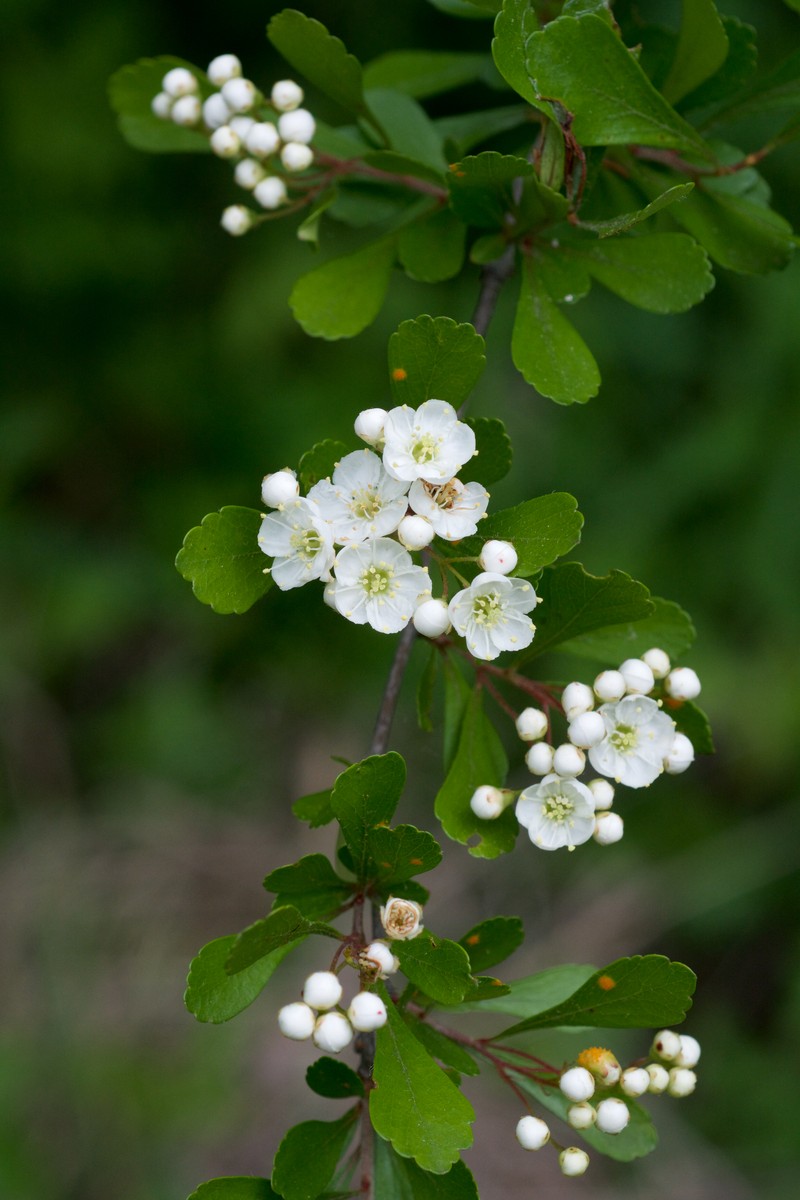 Littlehip Hawthorn