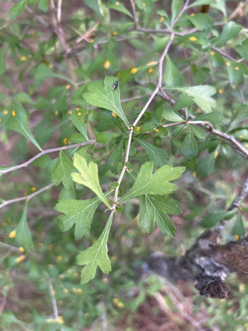 Littlehip Hawthorn photo 2