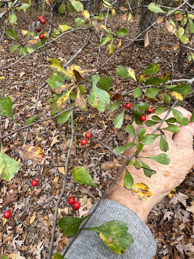 Littlehip Hawthorn photo 6