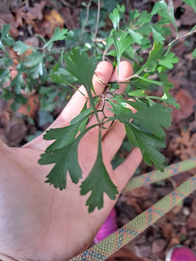 Littlehip Hawthorn photo 7