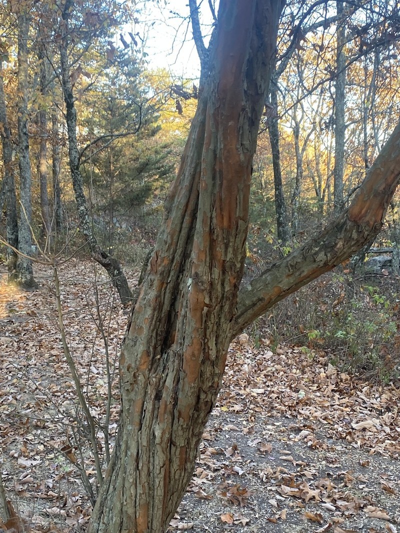 Littlehip Hawthorn photo 8