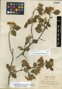 Crataegus spes-aestatum