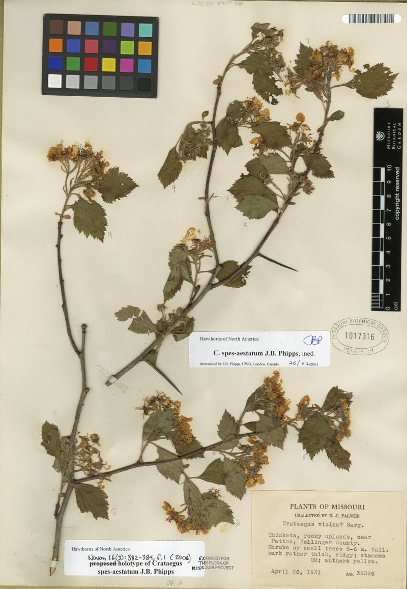 Crataegus spes-aestatum