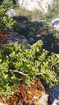 Crataegus sphaenophylla