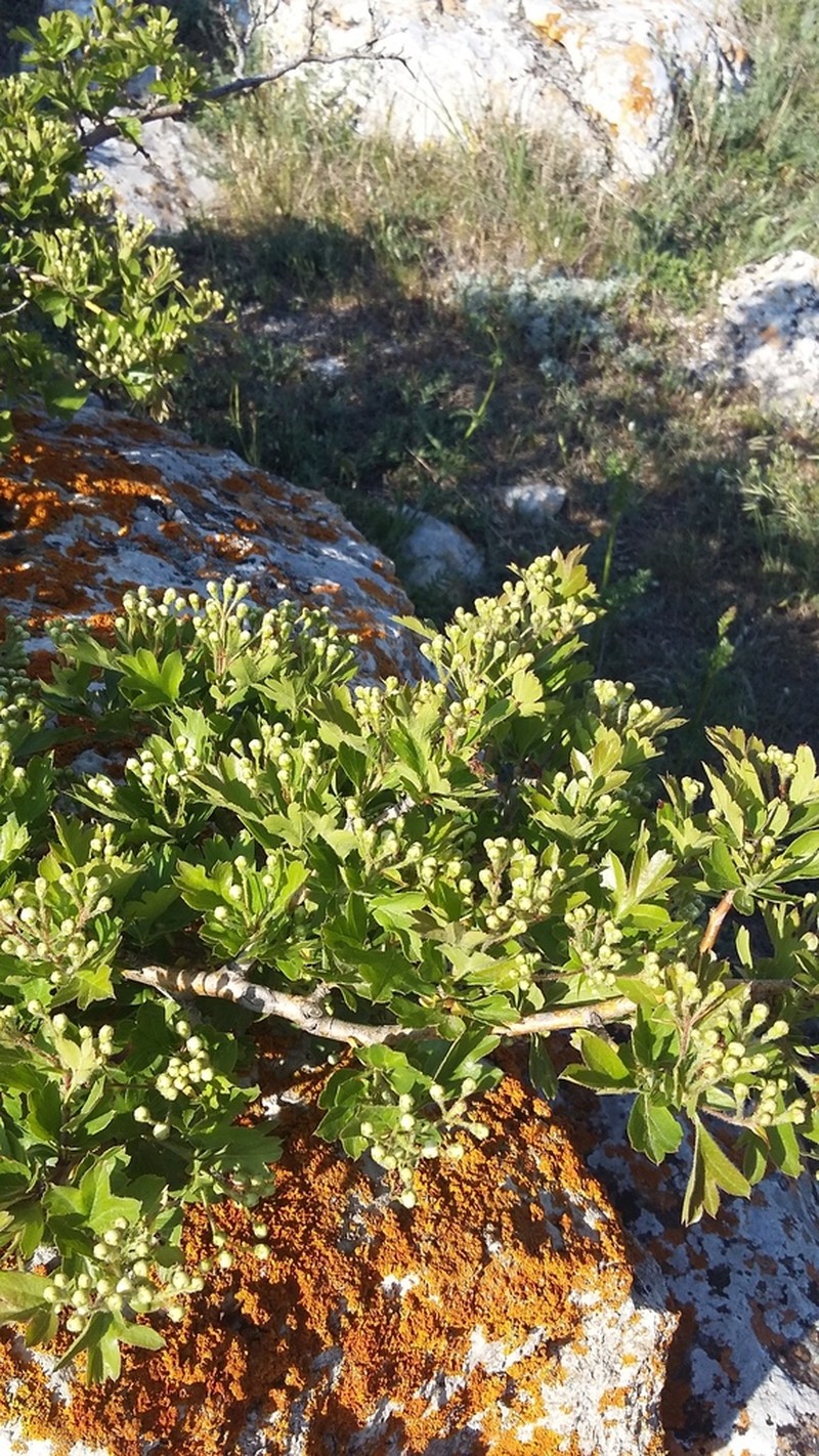 Crataegus sphaenophylla