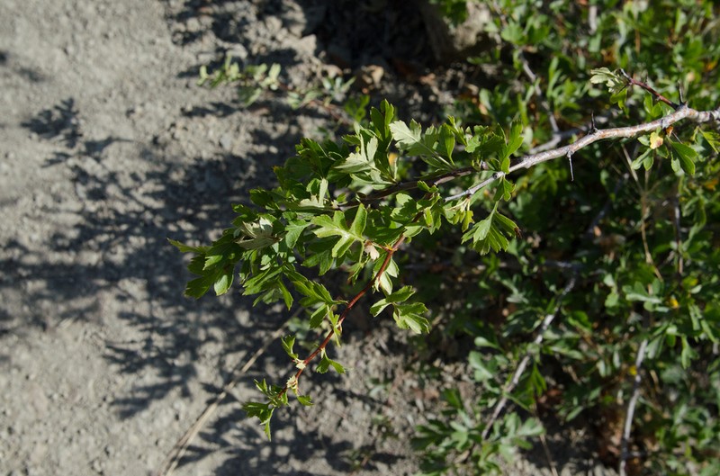 Crataegus sphaenophylla photo 2