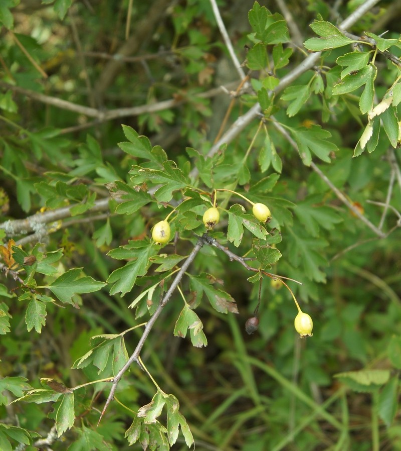Crataegus sphaenophylla photo 3