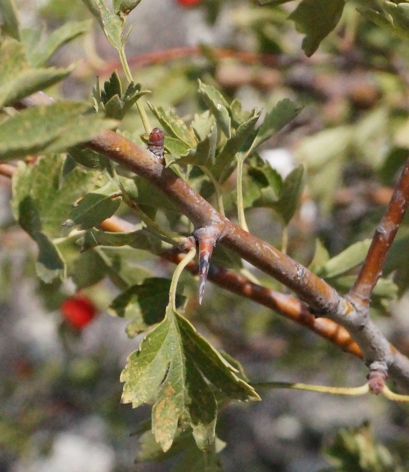 Crataegus sphaenophylla photo 4