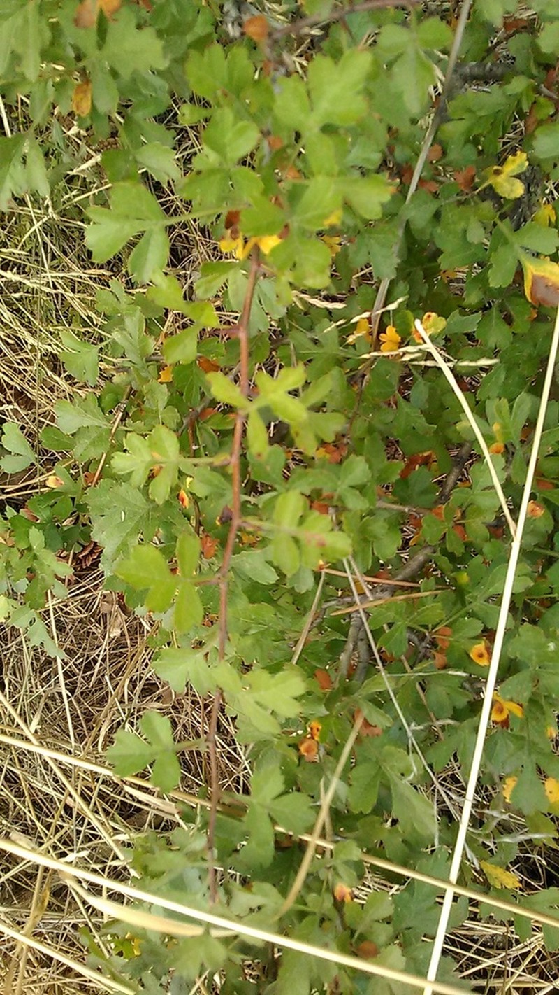 Crataegus sphaenophylla photo 5