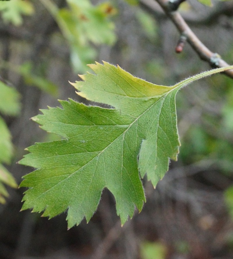 Crataegus sphaenophylla photo 6
