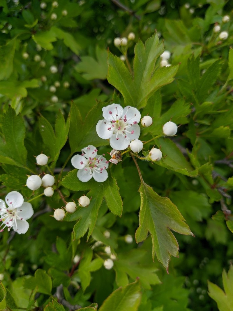 Crataegus sphaenophylla photo 7