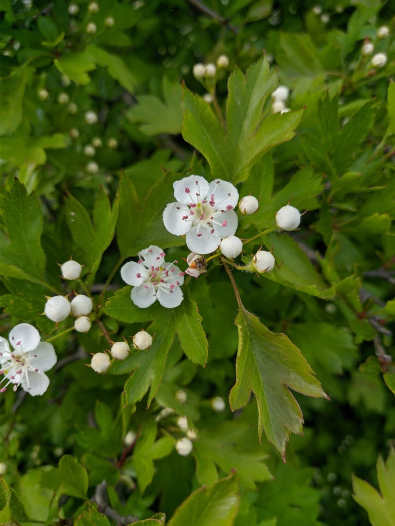 Crataegus sphaenophylla photo 8