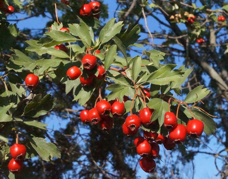 Crataegus stankovii photo 4