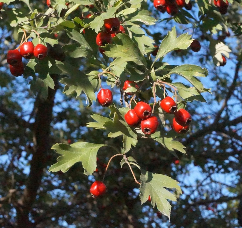 Crataegus stankovii photo 5
