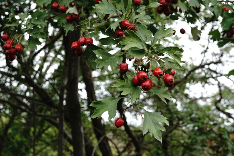 Crataegus stankovii photo 6