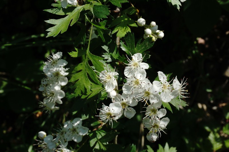 Crataegus stevenii