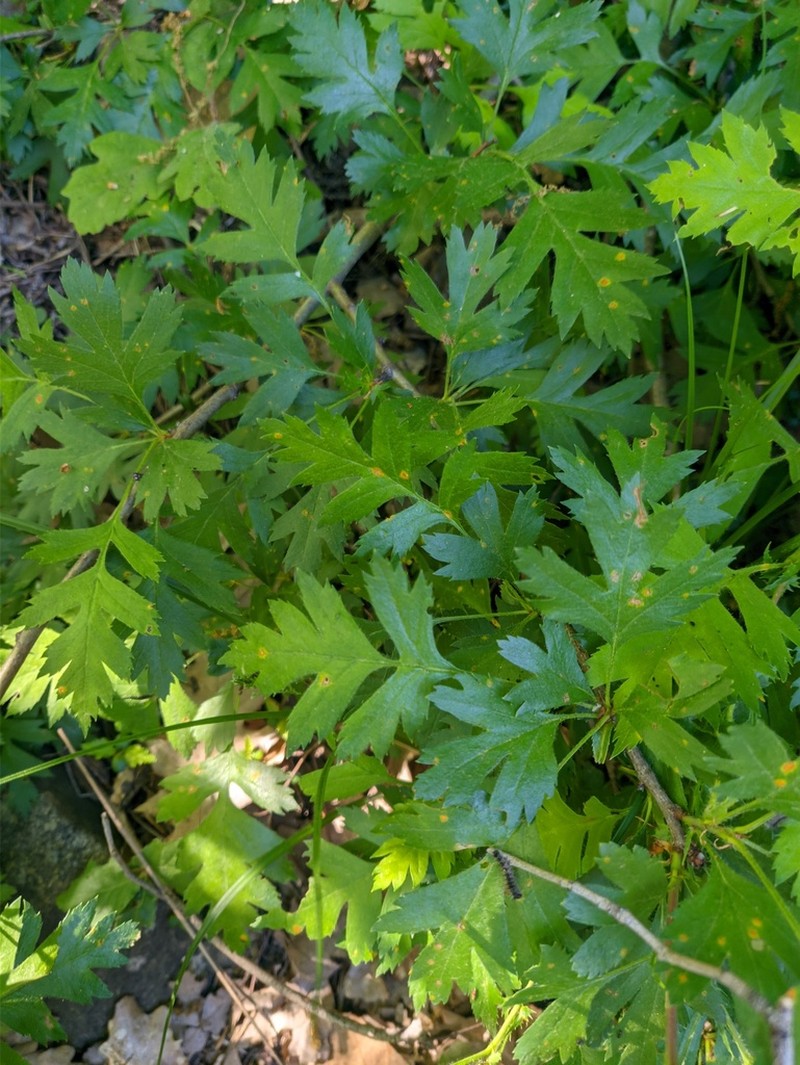 Crataegus stevenii photo 2