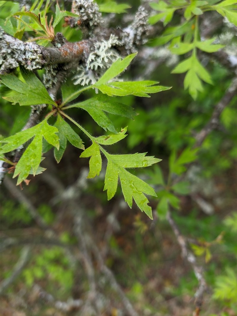 Crataegus stevenii photo 3