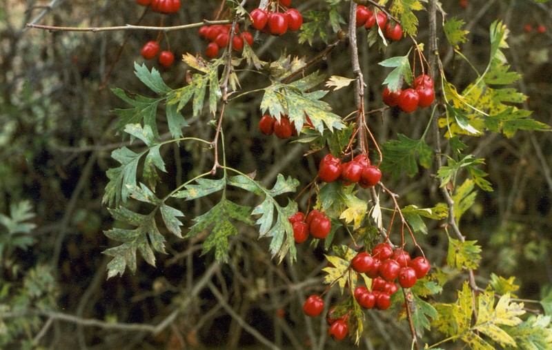 Crataegus stevenii photo 4