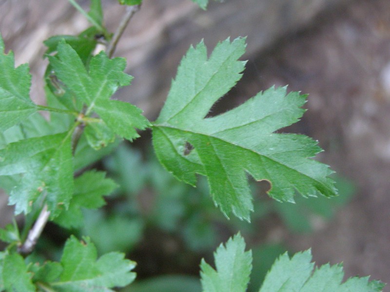 Crataegus stevenii photo 5