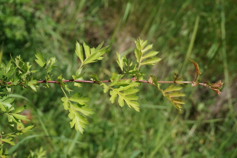 Crataegus stevenii photo 6