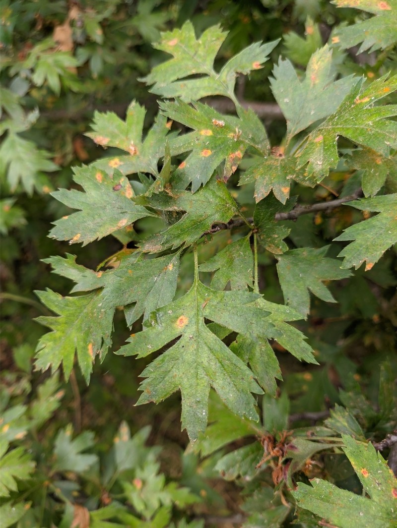 Crataegus stevenii photo 7