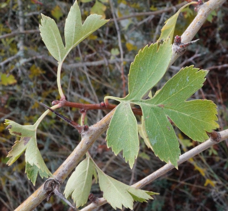 Crataegus stevenii photo 8