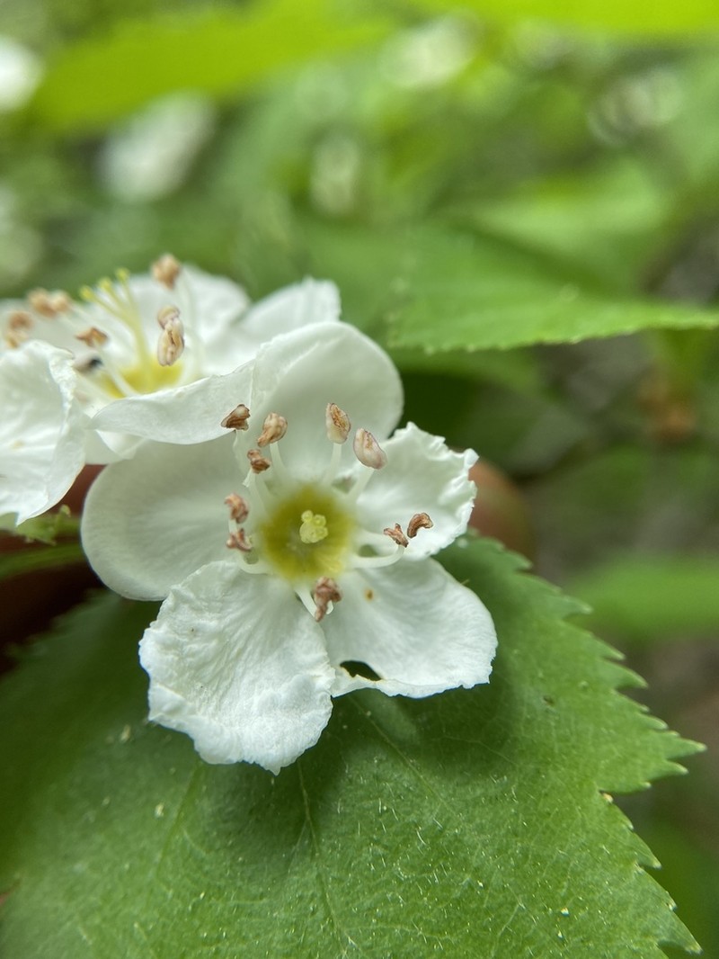 Crataegus stonei