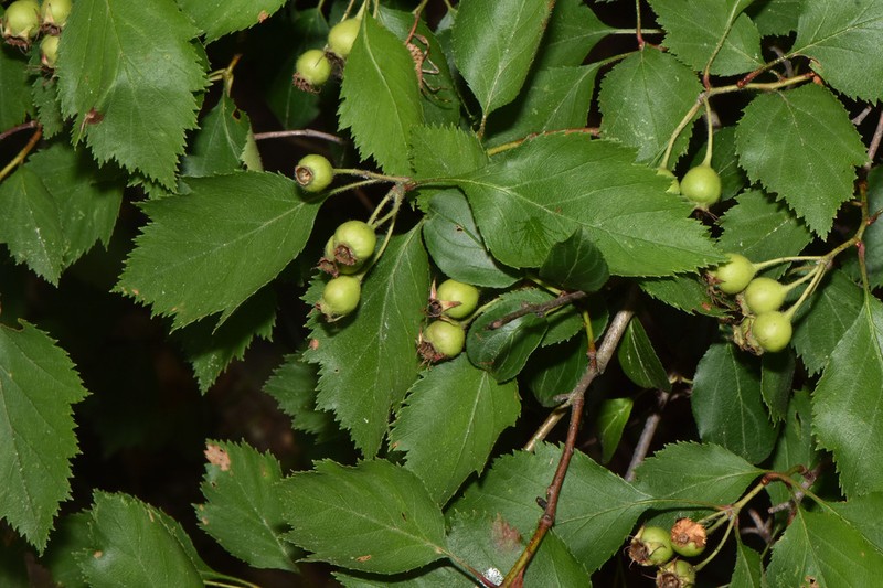 Crataegus stonei photo 2