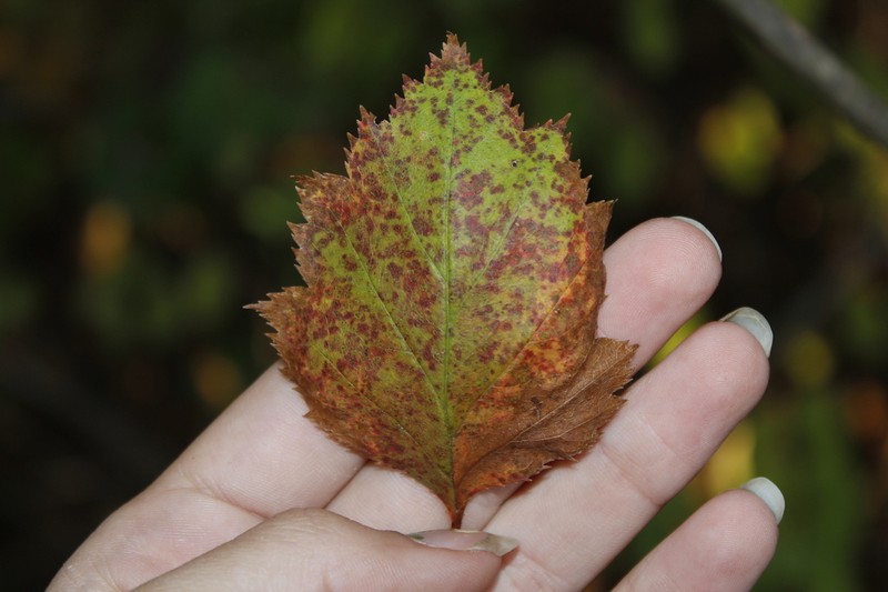 Crataegus stonei photo 3