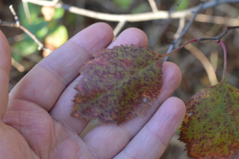 Crataegus stonei photo 4