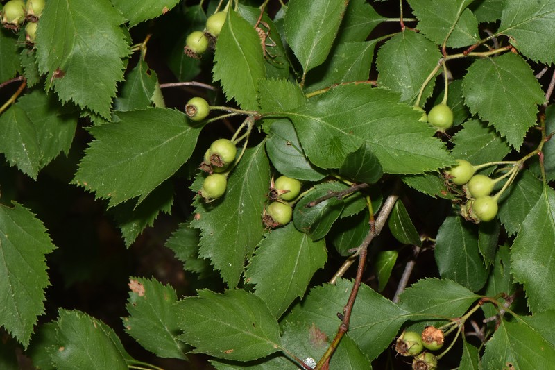 Crataegus stonei photo 7