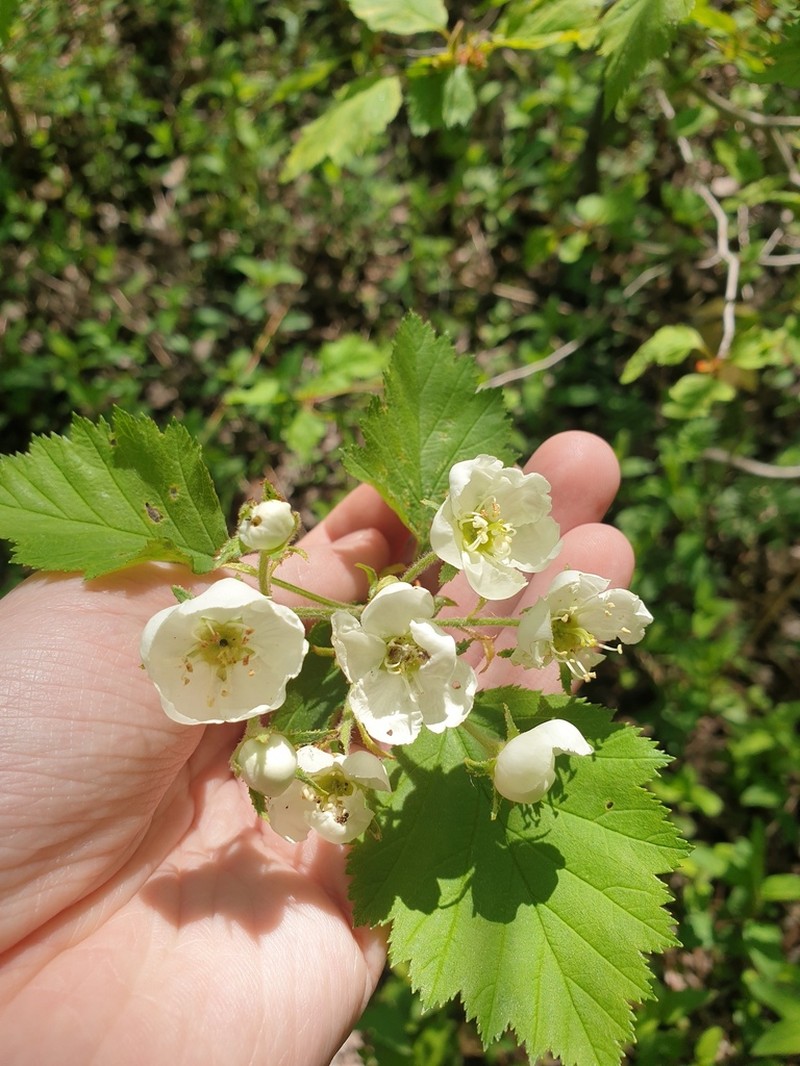 Canadian Hawthorn photo 2
