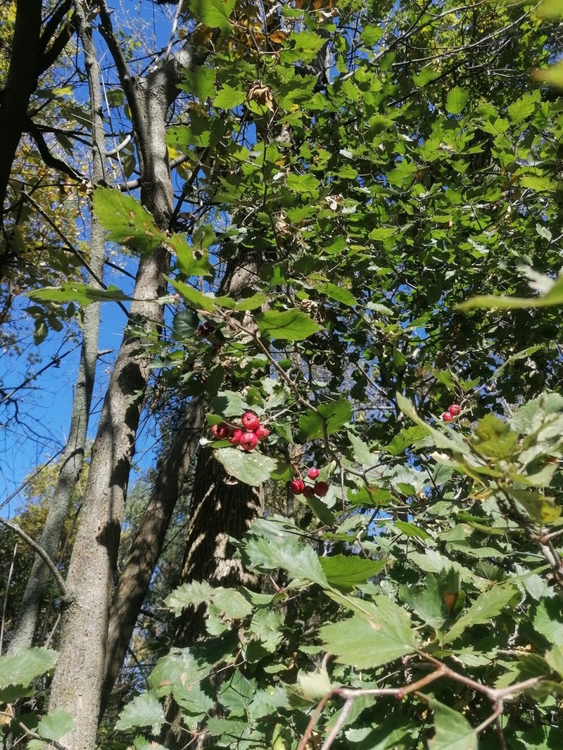 Canadian Hawthorn photo 3