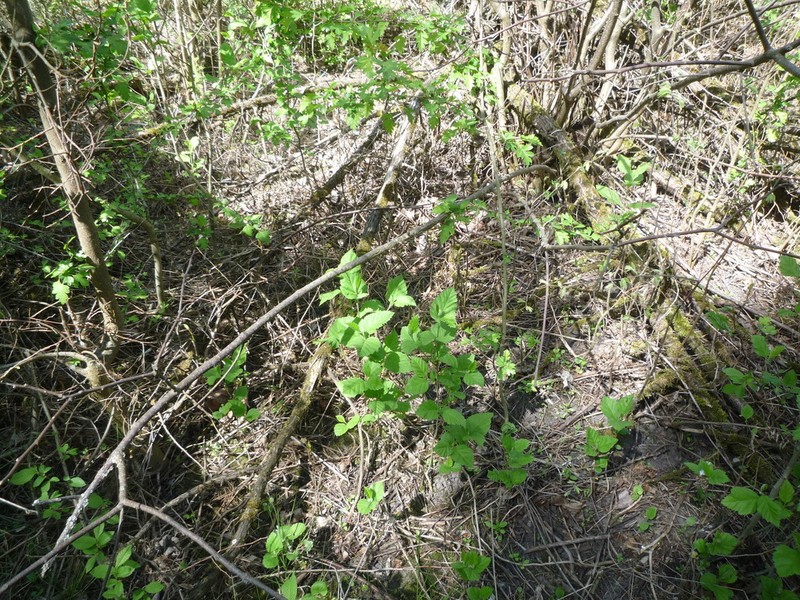 Canadian Hawthorn photo 6