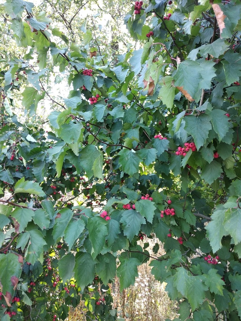 Canadian Hawthorn photo 7