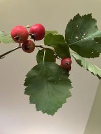 Quebec Hawthorn