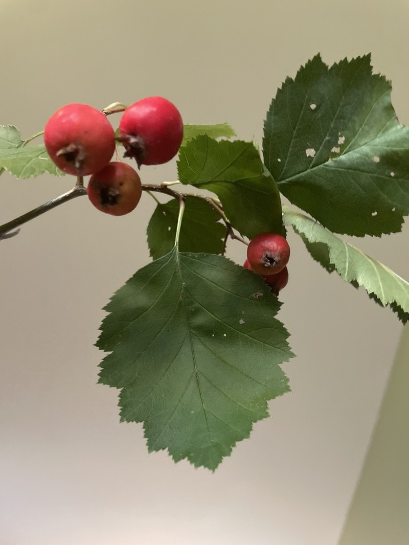 Quebec Hawthorn