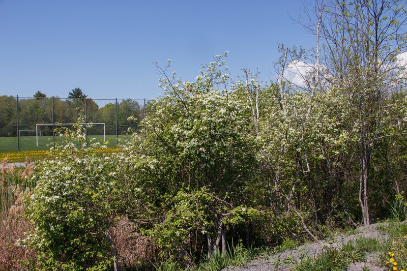 Quebec Hawthorn photo 4