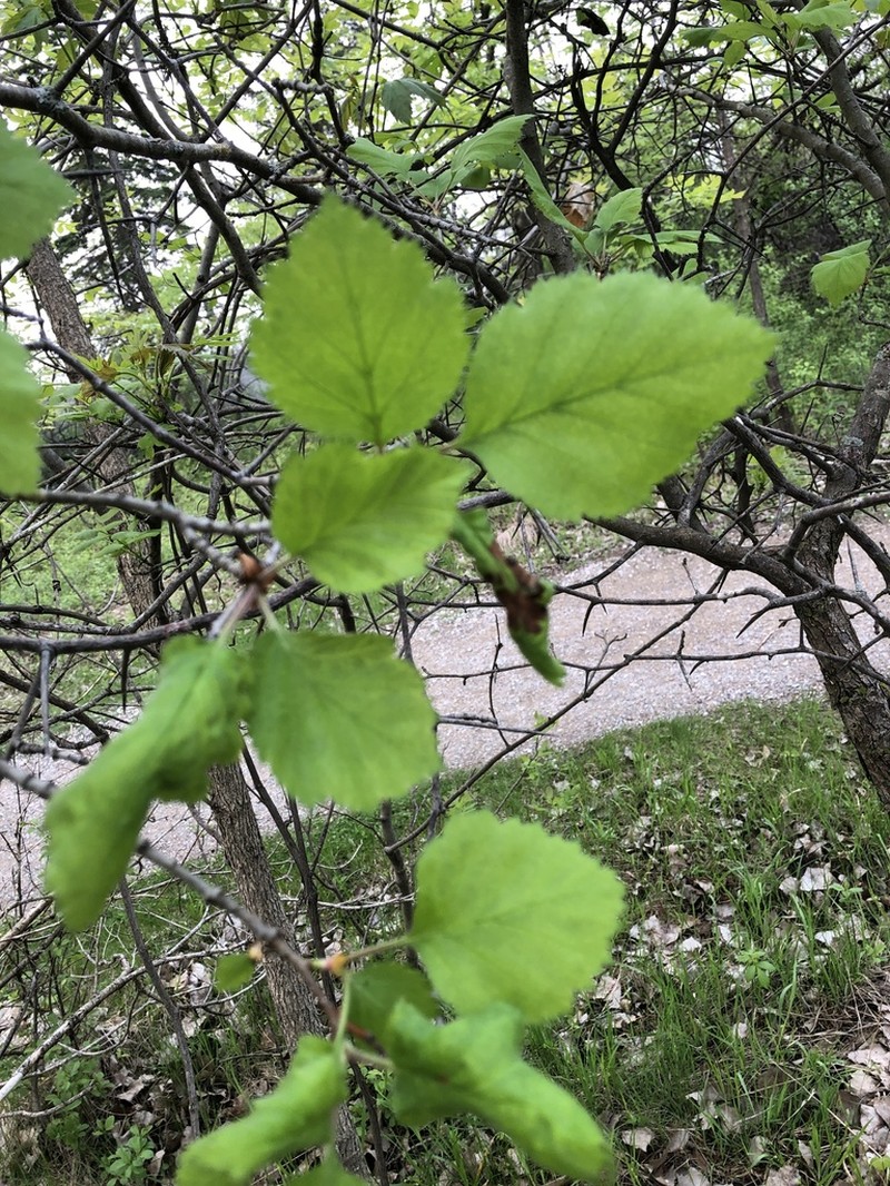 Quebec Hawthorn photo 5