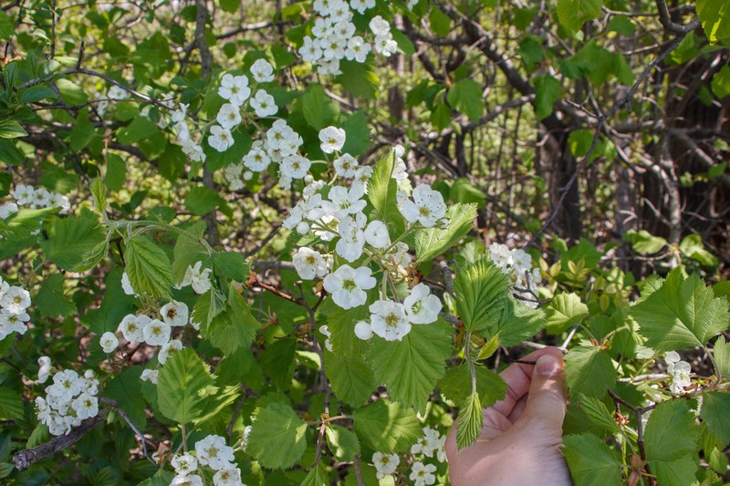 Quebec Hawthorn photo 8