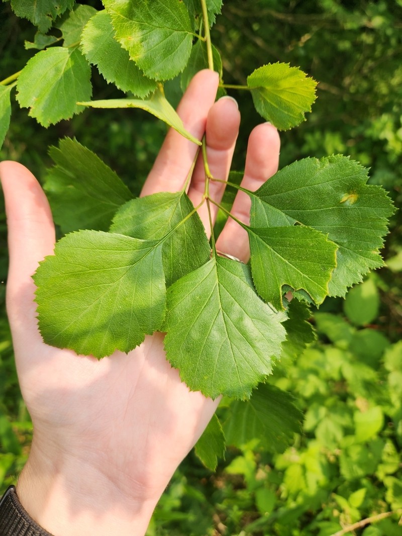 Caughuawaga Hawthorn